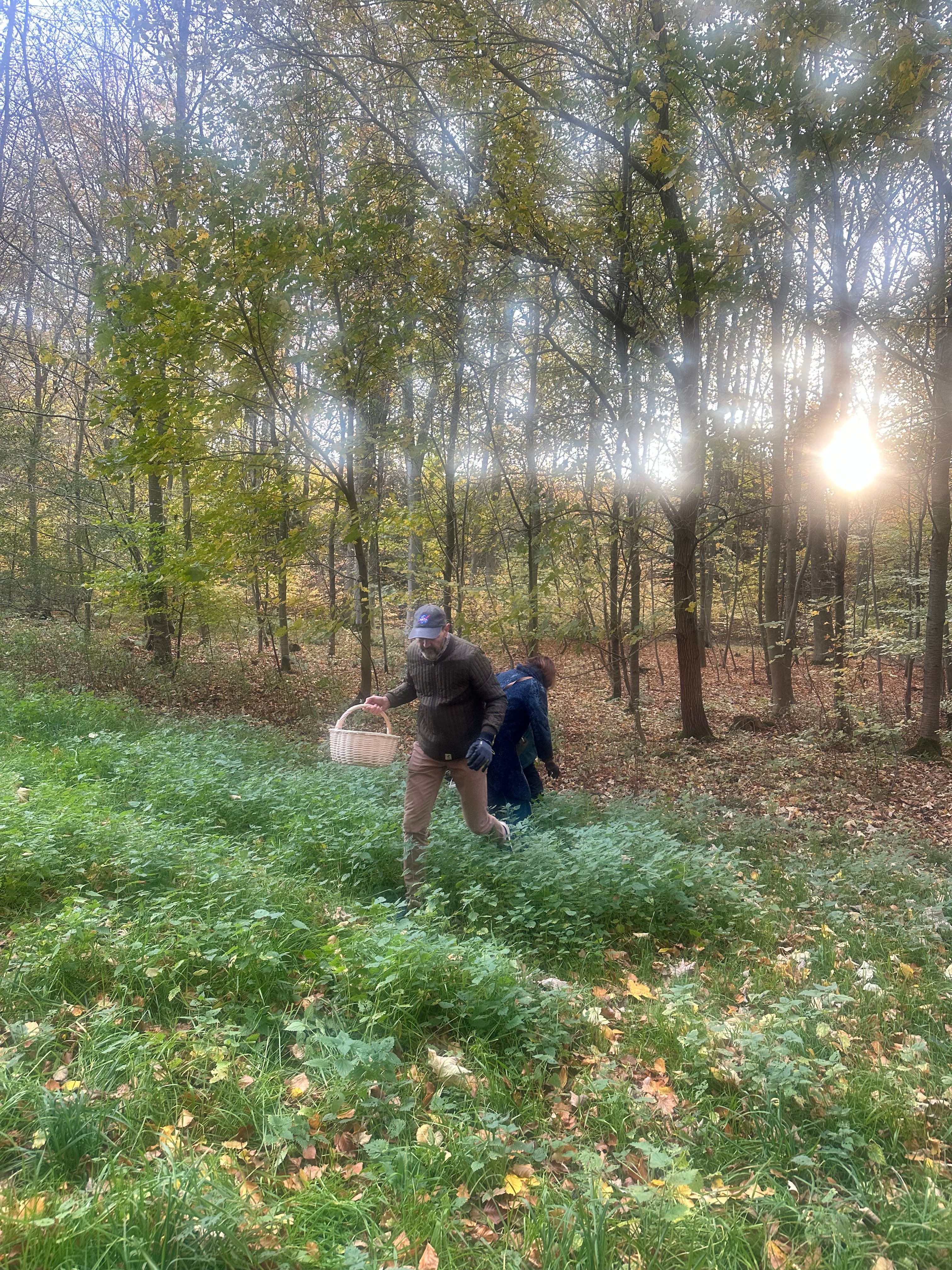 Sankning af brændenælde. Foto Mette Maulitz