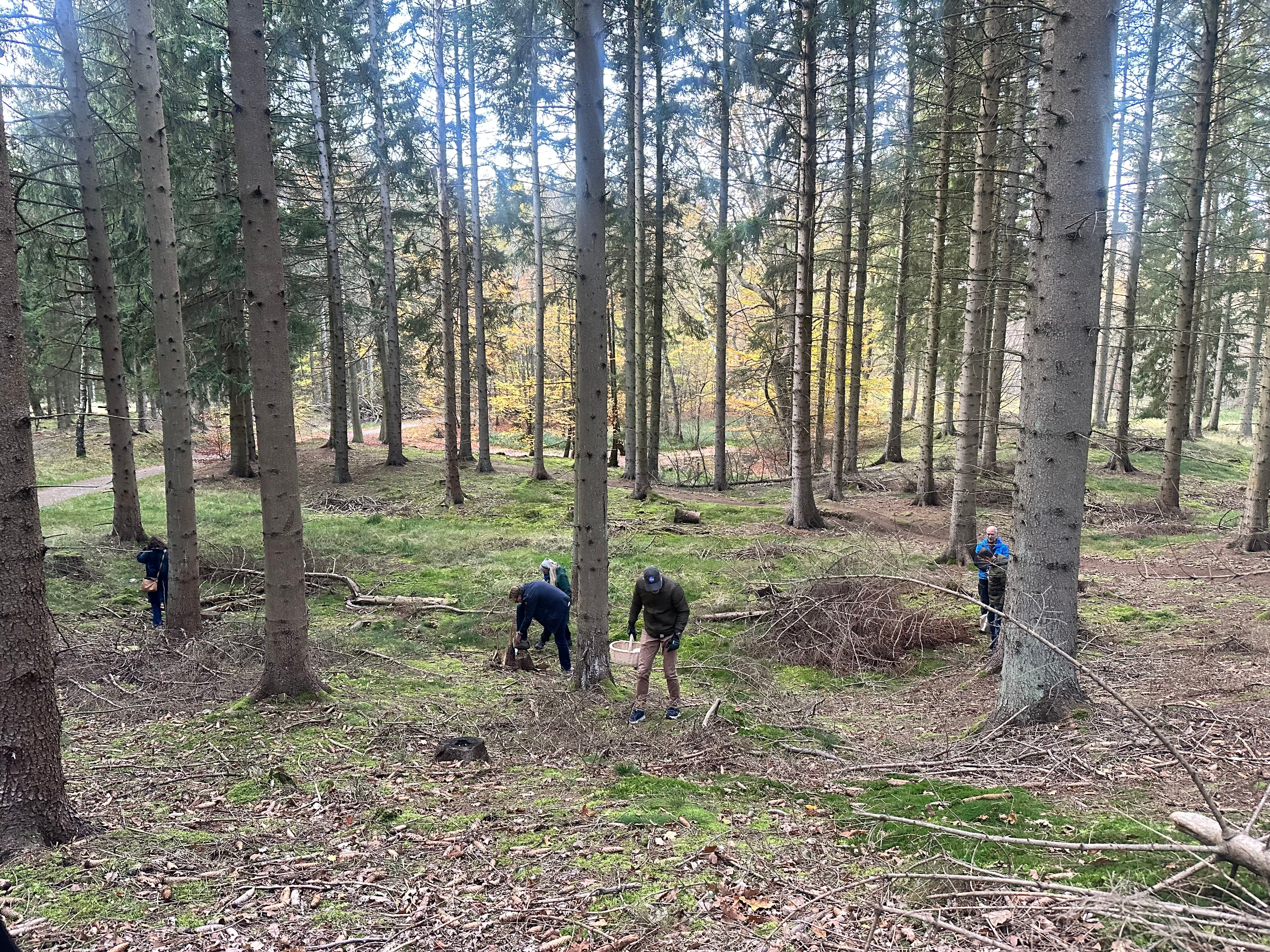 Sanketur_i_granskov. Foto Mette Maulitz Sanketur_i_granskov. Foto Mette Maulitz