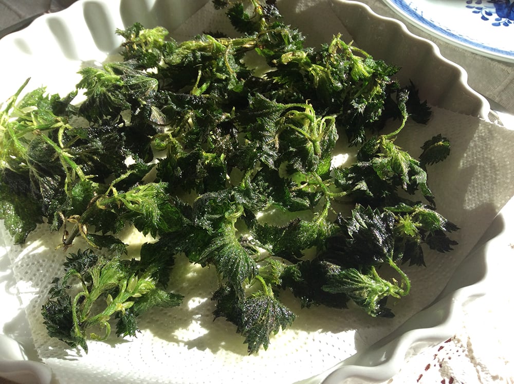 Sprøde brændenældechips. Foto Mette Maulitz