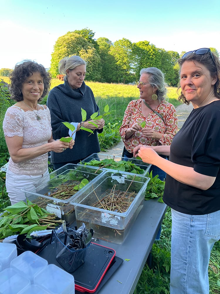Maj 2025. Invasiv spisning. Med Toldkammeret i Helsingør var vi på Flynderupgård Museet for at ’hjælpe’ til med at gøre et indhug i den stærkt invasive og spiselige plante, japansk pileurt. Her ses ’renseholdet’, der sørgede for, at INTET af det landede på jorden, men røg direkte til småt brændbart! Vi fik lavet syltet pileurt og nød en lækker pileurtkage.