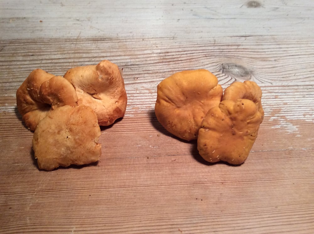 Her ses orange pigsvamp til venstre og almindelig kantarel til højre. Det er da svært at se, hvad der er hvad!? En anelse forskel i farven kan der være. Men ikke noget man kan se når de ses hver for sig.