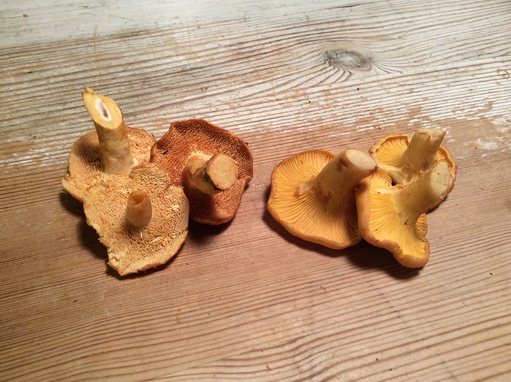 Her er det ikke svært at se, hvad der er hvad. De tydelige pigge afslører hurtigt, at det er en pigsvamp tv og en kantarel med ribber th.