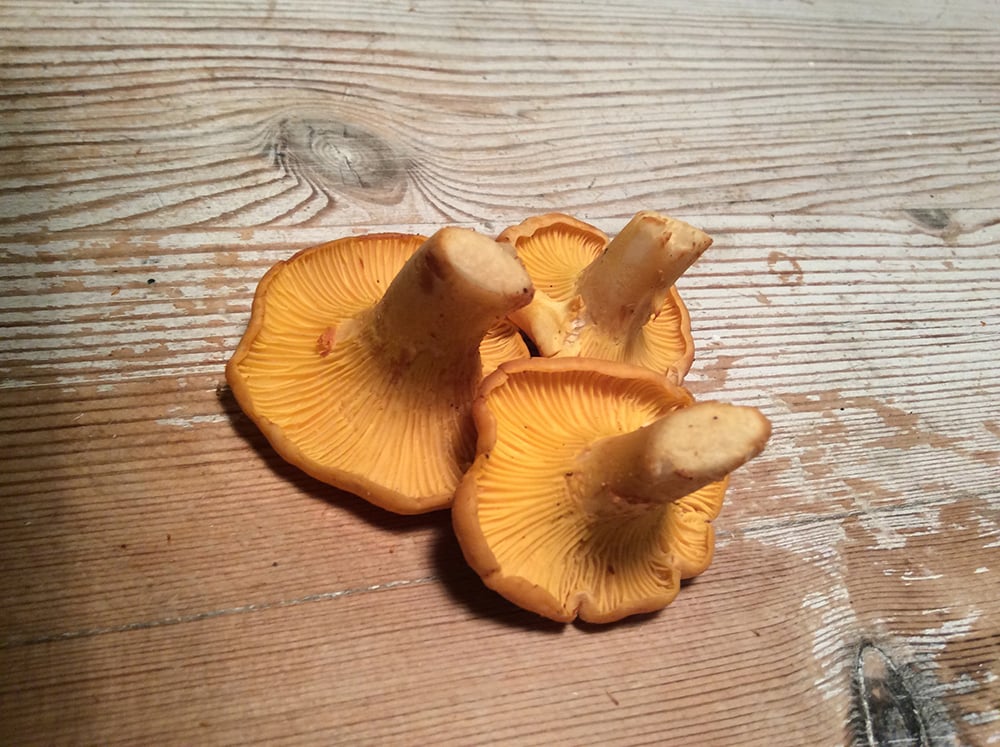 Her ses tydeligt kantarellens gaffelgrenede ribber.