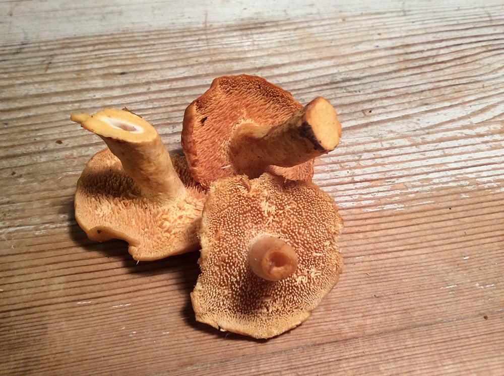 Her ses de små pigge tydeligt. Farven er også mere rødlig. Det ses også at stokken har en tendens til at være hul.