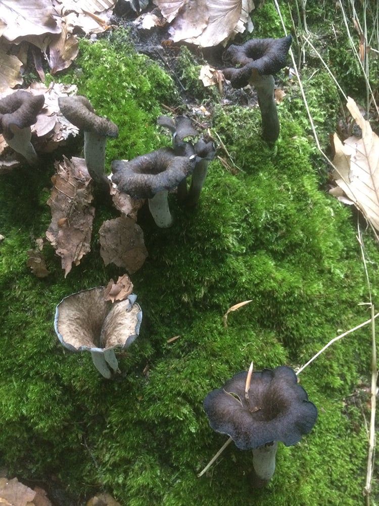 Trompetsvamp på mosset skovbund i bøgeskov. Foto Mette Maulitz Trompetsvamp på mosset skovbund i bøgeskov. Foto Mette Maulitz